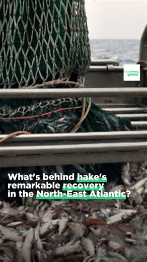 249K views · 220 reactions | The hake population in the North-East Atlantic bounced back impressively over the last two decades.  How do people in Galicia, Spain, manage to have their hake and eat it? Watch the full report  bit.ly/4beIwYK #Ocean w/ EU Maritime & Fish | Euronews Green | Facebook