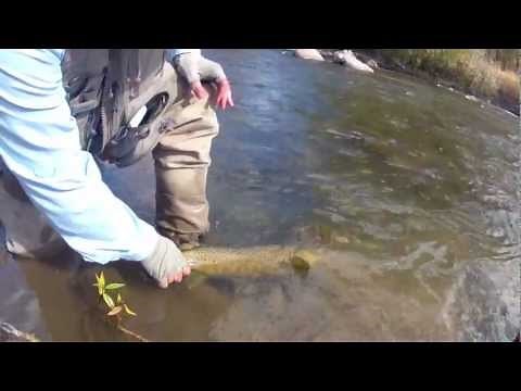 Big Brown Trout Dubois Wyoming Wind River Fly Fishing Report