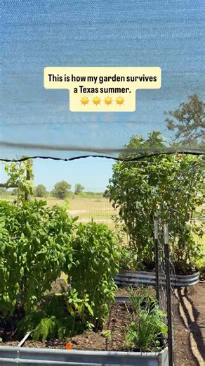 How I keep my Texas garden alive through summer.