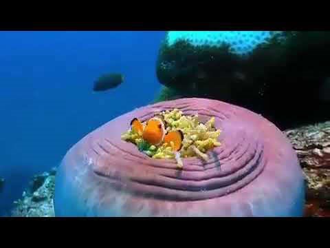 Nemo’s Playful Peekaboo Adventure Captured in Vibrant Colors