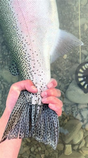 Take a guess at the weight of this cromie epic fight on a 6 weight fly rod #twizelcanals #nznznznznznznznznznznznznznznznznznznznzmznznzmznznznmzmzmzmznzmzzmmzmzmzzmmzmzmzmzmzmzmznzmznznzmzmzmzmzmzmzmmzzmzmzmzmmzmzzmmzmzmzmzmzmzmzmzmzmzmzmzmzmzmzmzmzmzmzmzmzmzmmzmzmzmzmzmzmzmzmzmzmmzmzmzmzmzmzmzzm #rainbowtrout #fatiesnz #fatiesnz
