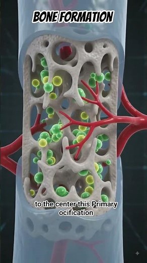 Bone Ossification: How Bones are Formed🦴