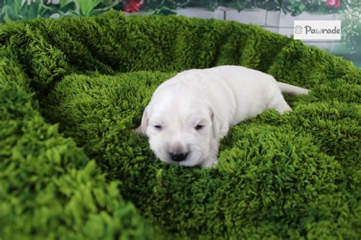 Caroline - English Golden Retriever Puppy 99F2BB