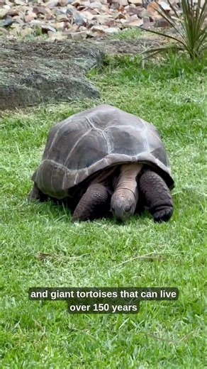 Animals You’ll Only Find Here