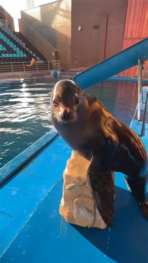 ##seal #seacat #sealions #usa #seaanimals | seal