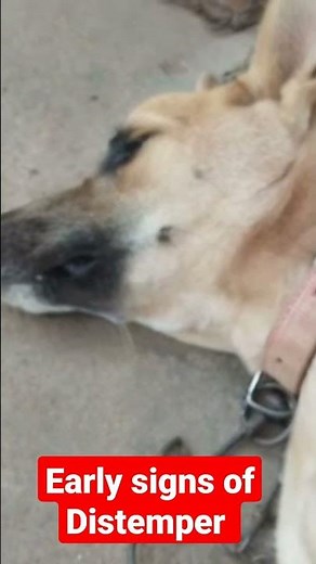 Early signs of Distemper in Dog
