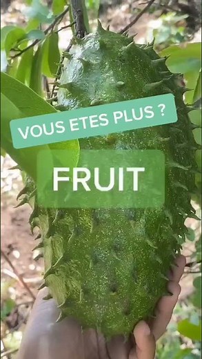 Les feuilles de corossol : les bienfaits