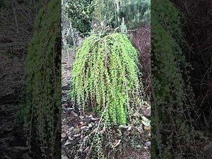 Larix decidua Juliens Weeper