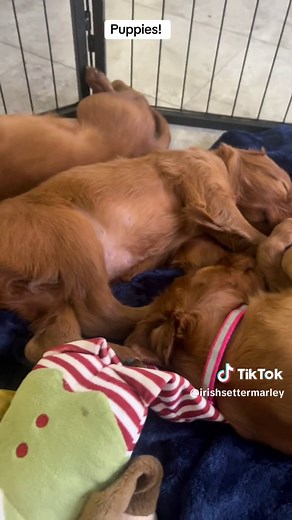 Marley is a dad to 12!!! Full AKC Irish Setters for sale. They’ll be ready to go home in about 4 weeks. Located in southern Alabama. Message me for details if interested. Theyve been socialized with kids, cats, and even a parot. They are a high energy breed that loves very hard. Please do research to see if this breed is the right breed for you. . . . . . . #irishsetter #puppies #irishsetterpuppies #dog #purebred #cute #sweet #viral #dogsoftiktok #puppy #akc