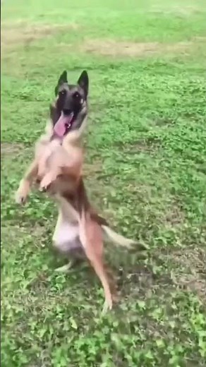 The Funniest DANCING DOGS on the Internet!