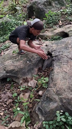 intp ayam mutiara bergerombol di dalam batu #shorts #anmals #birds #fyp #viral