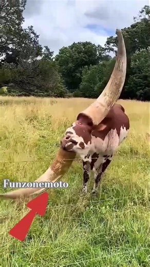Are this bull's horns real?🐂 #bull #shorts #short #funzonemoto #shortvideo #horns #viral #facts