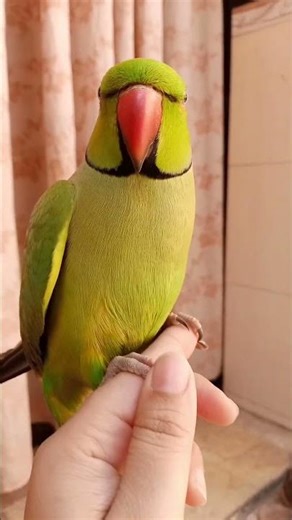 parrot talking mitho #viralvideo