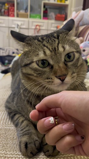 Unbelievable Cat Reactions: Speechless Expression Caught on Camera!