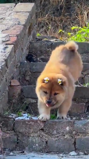 This Chubby Yellow Chinese Rural Dog (Local Breed) Just Melted My Heart — Watch Him Nap, Wag, and St