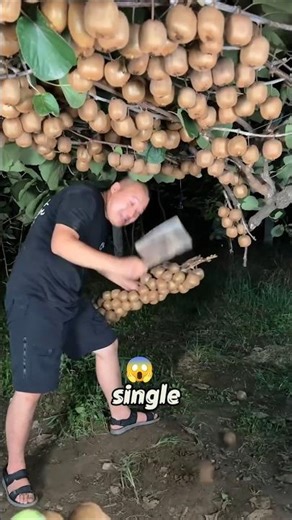 Kiwi Fruit Farming 🥝