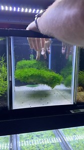 PELLIA MOSS MAT DUMP! Cleaned up and ready to go! DAKUAQUATICS.COM LETS GO! #pellia #coralmoss #aquaticmoss #moss #dakuaquatics #aquarium #aquariumhobby #fishtank #aquascape #aquariumfish #fish #aqua #aquariumsofinstagram #aquascaping #freshwateraquarium #tropicalfish #fishkeeping #plantedtank #plantedaquarium #glassbox #natureaquarium #freshwater #freshwaterfish #aquascaper #cichlid #aquariumplants #fishy #aquaticplants #fishtanks | Daku Aquatics