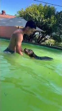 Teaching my dogs to swim and remain cool under pressure! Part 1🌊🐶 #dogtrainer