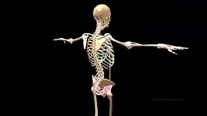 21K views · 310 reactions | Skeleton Anatomy | Radiology Department | Facebook