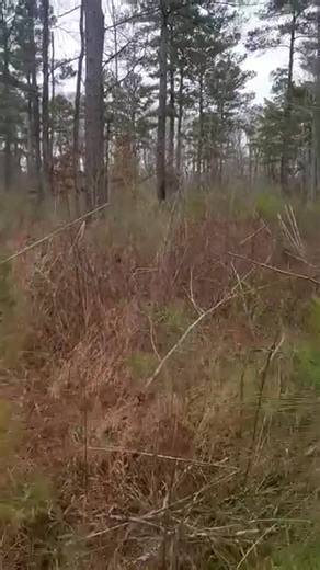 3.1K views · 117 reactions | Swamp Rabbit hunting #jumpdogs #rabbitdogs | Catron's Kennel | Facebook