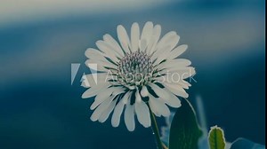 The intricate patterns and shapes of a of flower buds each one unique and beautiful in its own way. Stock Video