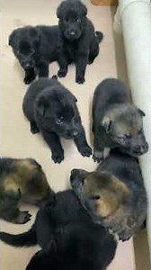 German Shepherd Puppies about to be WEANED tomorrow