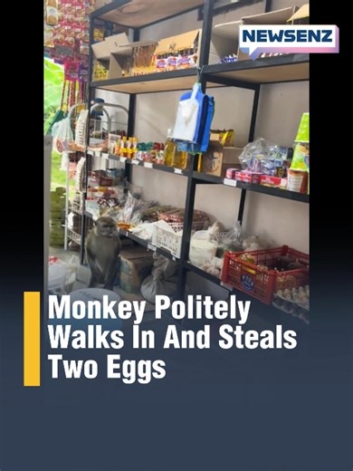 Tips for Collecting Eggs Calmly and Efficiently