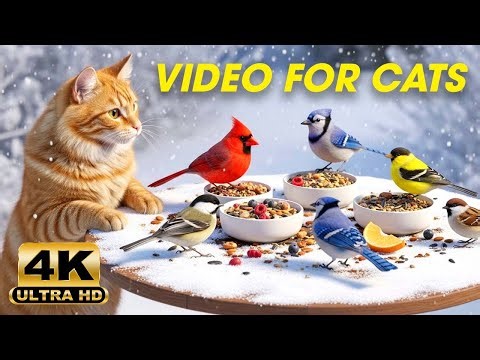 3 Hours of Colorful Winter Birds for Cats – Cardinals, Blue Jays & Sparrows | Videos For Cats