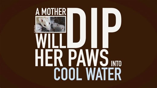 16K views · 210 reactions | This #WorldRatDay, discover the fascinating world of rats, narrated by PETA’s founder, Ingrid Newkirk!  From their surprising intelligence to their social bonds, these tiny animals are truly remarkable. | PETA (People for the Ethical Treatment of Animals) | Facebook