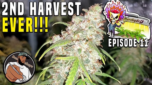 MY 2ND HARVEST EVER!!! - The Mars Grow: Gelato Autoflower S1 EP11