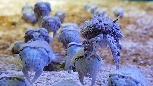 2.6M views · 13K reactions | They're just babies, but these cuttlefish are already masters of mimicry. | National Geographic | Facebook