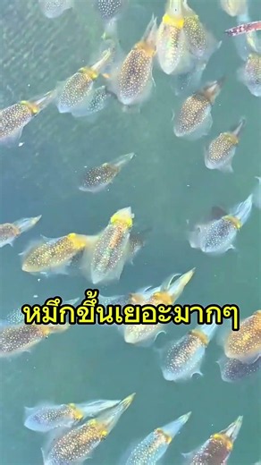 หมึกทะเลเยอะมากๆ #ตกปลา #ตกหมึก #fishing