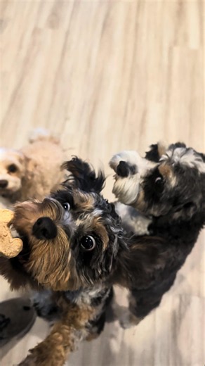 Impatient Cavapoo Puppies Snatch Treats!