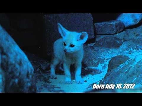 Fennec Fox Kits - Cincinnati Zoo