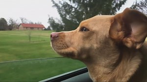 Veterinarian responds to Florida bill that would make declawing cats, dogs hanging out of windows illegal