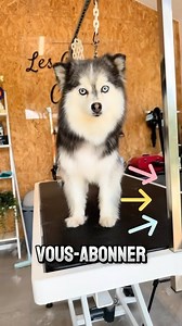 3.9K views · 17K reactions | Déplumage de Pomsky ! #toilettagecanin #nimes #toilettage #lesciseauxcanins #petlovers #grooming #pomsky | Les Ciseaux Canins | Facebook