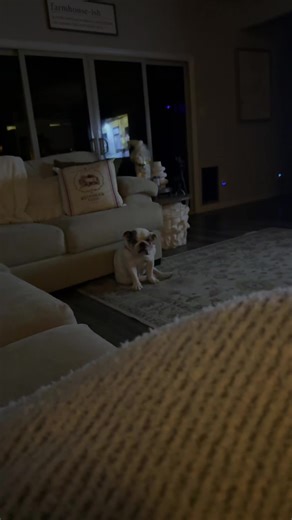 : You’re an English bulldog and your human refuses to go to bed on YOUR schedule 😤 Charlie is not impressed. At all. #BulldogAttitude #PoutyFace #DogDrama #EnglishBulldogLove #SleepyGirl