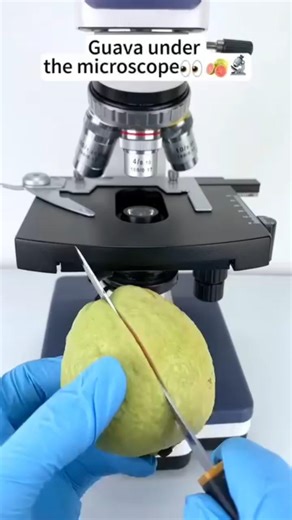 Guava under the 😱 microscope 👀🥵#trendingshorts #shortsfeed #youtubeshorts #viralshorts #fyp #shorts