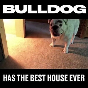 This looks so good 🐶 Eggnogthebulldog | LADbible