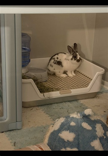 Rooly litter box review for bunnies — best upgrade for rabbit litter training