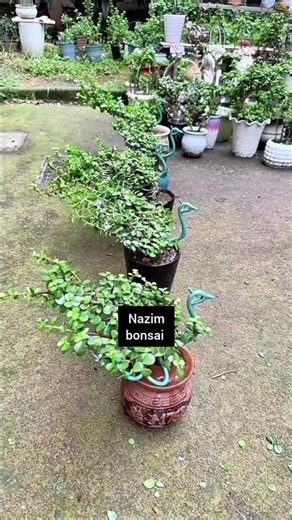 Pruning a jade plant in a peacock-tail style will encourage denser foliage growth.