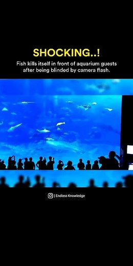 Endless Knowledge - Facts & News | The shocking footage filmed in Okinawa Churaumi Aquarium in Japan was posted to Reddit two days ago sparking outrage that camera flashes... | Instagram