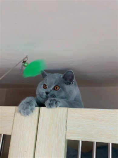 British Shorthair A fluffy little British Shorthair melts your heart with just one look. 🐾#britishshorthair #bsh #british shorthair kitten #British