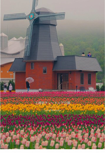 北海道のヨーロッパ風チューリップ畑の魅力