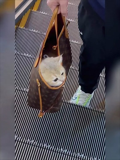 #catoftiktok #catbag #catlover #cat #fypシ Cat in bags❤️