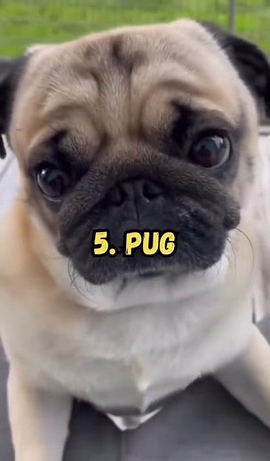 🐶 Top 10 Cutest Dog Breeds in the World! | CTTO