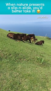 371K views · 3.1K reactions | Your very own natural slip-n-slide!  (VIA- Yasuko H) | The Pet Collective | Facebook