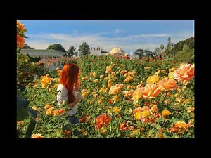 Lynn Anderson - Rose Garden (1970)