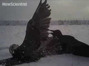 Hunting falcons rely on sailor's trick