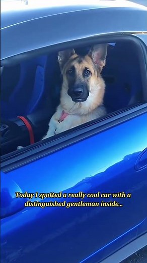Dogs in Cars: Funniest Reactions Caught on Camera 😂🐶 #shorts